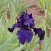 Iris germanica Black Night
