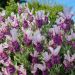 Lavandula stoechas Magical Posy Pink - Lavande papillon