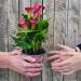 Calla rose, Zantedeschia CAPTAIN HOLLYWOOD ®