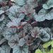 Heuchera o Campana di corallo SILVER SCROLLS ®