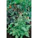 Verbena officinalis