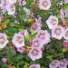 Anisodontea Scabrosa MISS PINKY ®