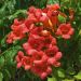 Campsis Madame Galen
