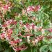 Caprifoglio del Giappone o Lonicera Japonica Chinensis