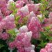 Ortensia paniculata VANILLE FRAISE ® Renhy