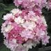 Ortensia Macrophylla You and Me ® Romance Il contenitore