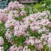 Choisya ternata Apple Blossom