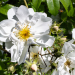 Filadelfo o Fiore d'angelo - Philadelphus X 'Natchez'