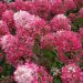 Ortensia paniculata DIAMANT ROUGE ® Rendia