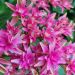 Hortensia macrophylla YOU & ME ® Princess Diana 'H213'