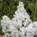 Lilas DENTELLE D’ANJOU ® ‘Mindent’ ou Syringa vulgaris