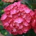 HORTENSIA MACROPHYLLA JULISA Cov