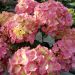 Hortensia macrophylla ‘Valvert’ cov ou Hydrangea macrophylla