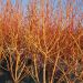 Corniolo Sanguinello WINTER FLAME ® Anny
