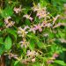 Jasmin étoilé, Trachelospermum asiaticum PINK SHOWERS ® Meilland Richardier