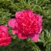 Peonia Lactiflora Ibrida Felix Crousse