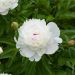 Peonia Lactiflora ibrida Festiva Maxima
