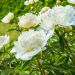 Pivoine Lactiflora Hybride Sarah Bernhardt