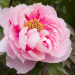 Peonia arbustiva Shima Nishiki