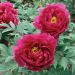 PIVOINES ARBUSTIVES SHIN JITSU GETSU NISHIKI