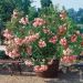 Laurier-rose ou Nerium oleander ‘Provence’