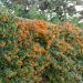Piracanta Saphyr ® Arancione