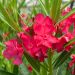 Laurier-rose ou Nerium oleander ‘Jannoch’