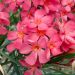 Laurier-rose ou Nerium oleander ‘Framboise’