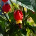 Abutilon Megapotamicum - Abutilon Vivace Rampicante