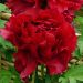 Peonia arbustiva Shima Zubeni