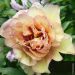 Pivoine hybride intersectionnel ou Paeonia X Itoh Callies Memory