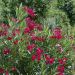 Laurier-rose ou Nerium oleander Émile Sahut
