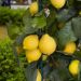 Citronnier Meyer ou Citrus lemon Meyer