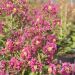 Lagerstroemia indica ou lilas des Indes rose fuchsia
