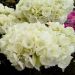 Hortensia macrophylla RENDEZ-VOUS ANGELIQUE ®