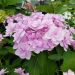 Hortensia macrophylla YOU AND ME ® Forever 'RIE01'