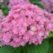 Hortensia macrophylla YOU & ME ® Together 'Youmefive'