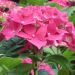 Hortensia macrophylla ROYAL RED ® ‘Hbarore’