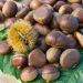 Castagno Comballe