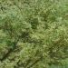 Erable du Japon ou Acer palmatum Butterfly
