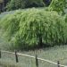 Erable du Japon ou Acer palmatum ssp. dissectum Viridis