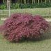 Erable du Japon ou Acer palmatum ssp. dissectum Inaba Shidare