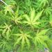 Erable du Japon ou Acer palmatum Reticulatum Red
