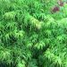 Erable du Japon ou Acer palmatum Scolopendrifolium