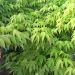 Erable du Japon ou Acer palmatum Ozakazuki
