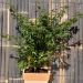 Erable du Japon ou Acer palmatum Little Princess