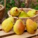 Poirier William's - Palmette U simple en pot - Pyrus communis 