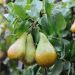 Poirier Conférence - Pyrus communis Palmette U simple en pot de 15L