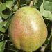 POIRE COLONNAIRE OBELUS ®