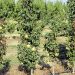 POIRE COLONNAIRE OBELUS ®